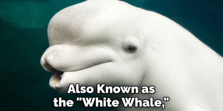 Beluga Whale Spiritual Meaning, Symbolism and Totem (2024)