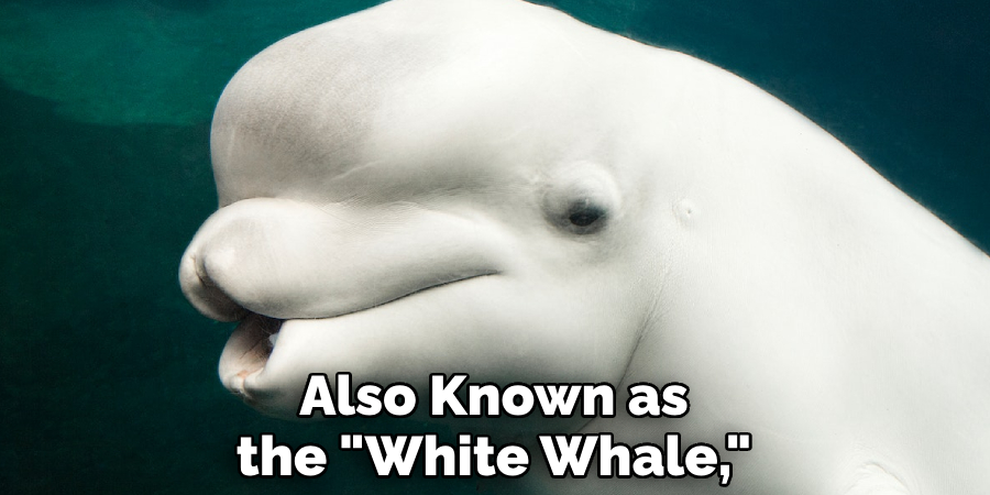 Also Known as the "White Whale,"