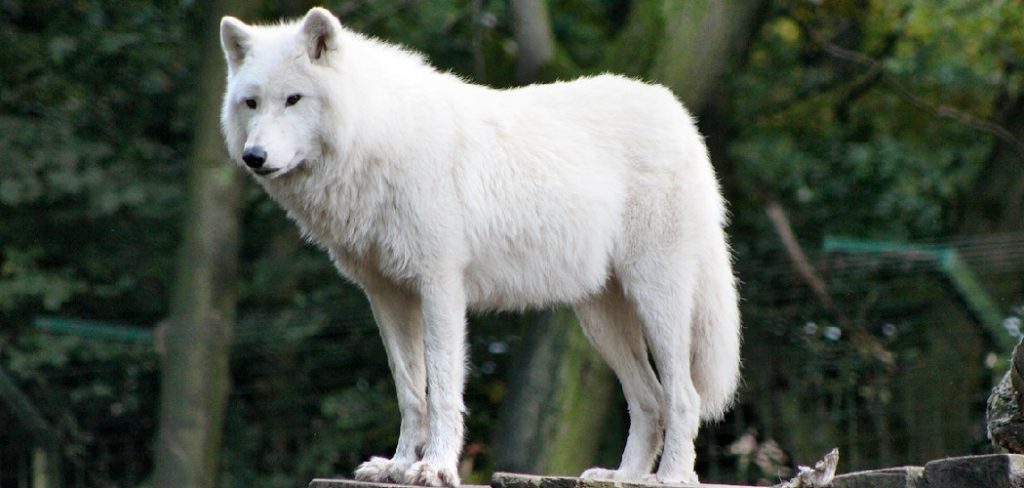 Arctic Wolf Spiritual Meaning, Symbolism and Totem