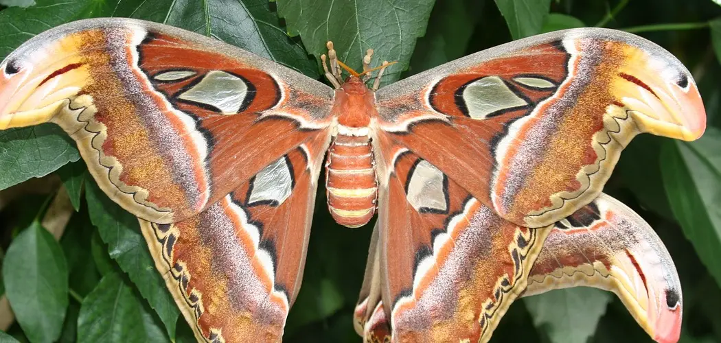 Atlas Moth Spiritual Meaning
