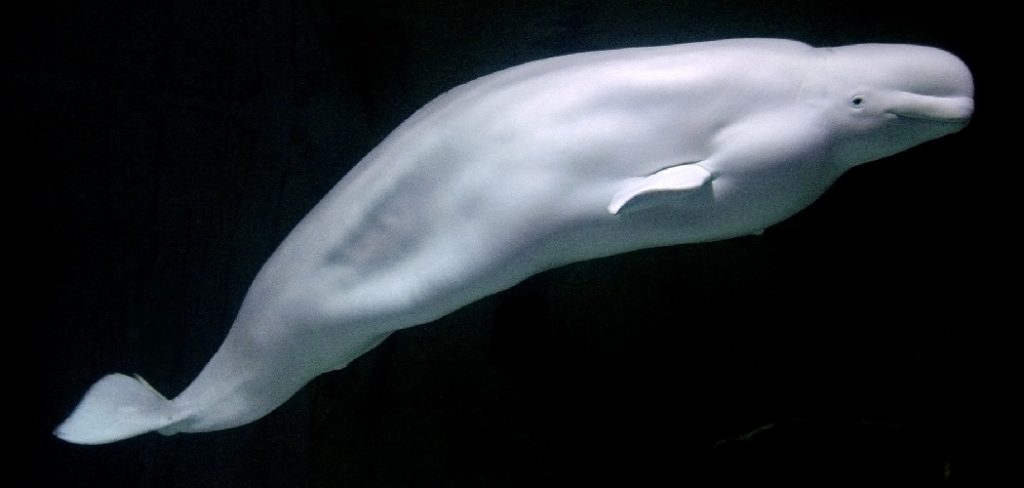 Beluga Whale Spiritual Meaning, Symbolism and Totem