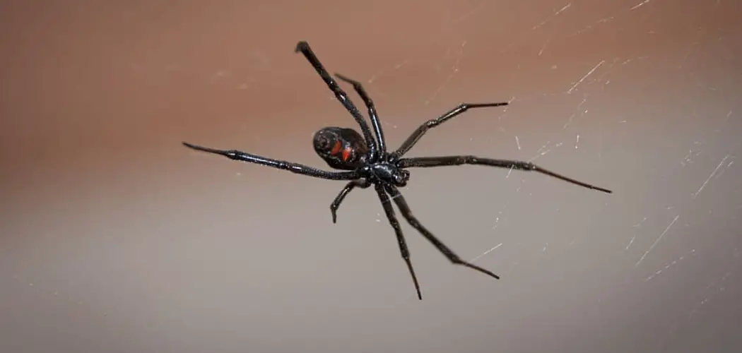 Black Widow Spider Spiritual Meaning, Symbolism and Totem