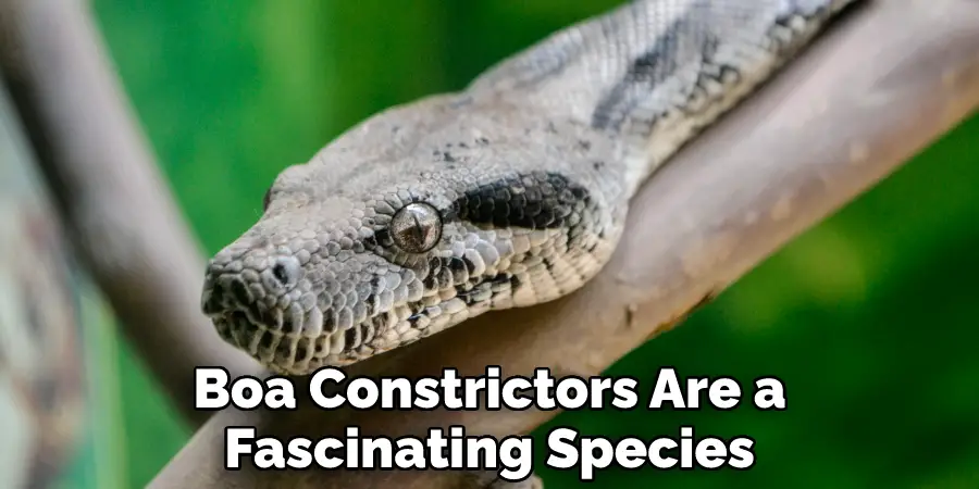 Boa Constrictors Are a Fascinating Species