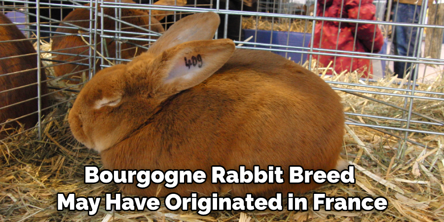 Bourgogne Rabbit Breed May Have Originated in France
