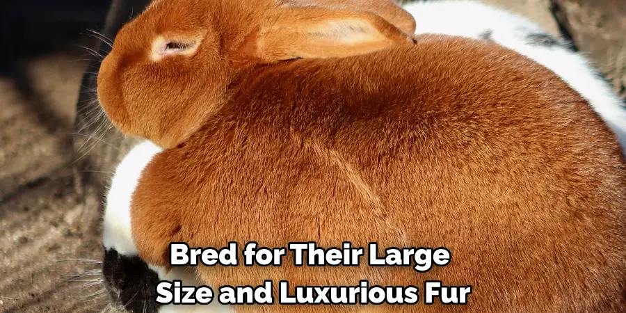 Bred for Their Large 
Size and Luxurious Fur