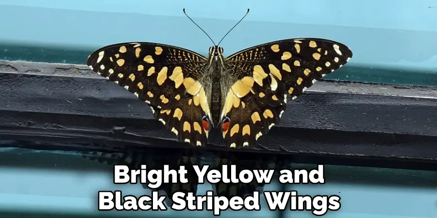 Bright Yellow and Black Striped Wings