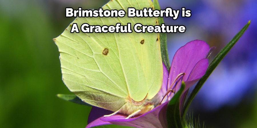 Brimstone Butterfly is 
A Graceful Creature