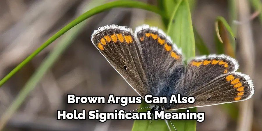Brown Argus Can Also 
Hold Significant Meaning