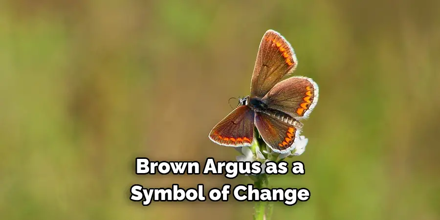 Brown Argus as a 
Symbol of Change