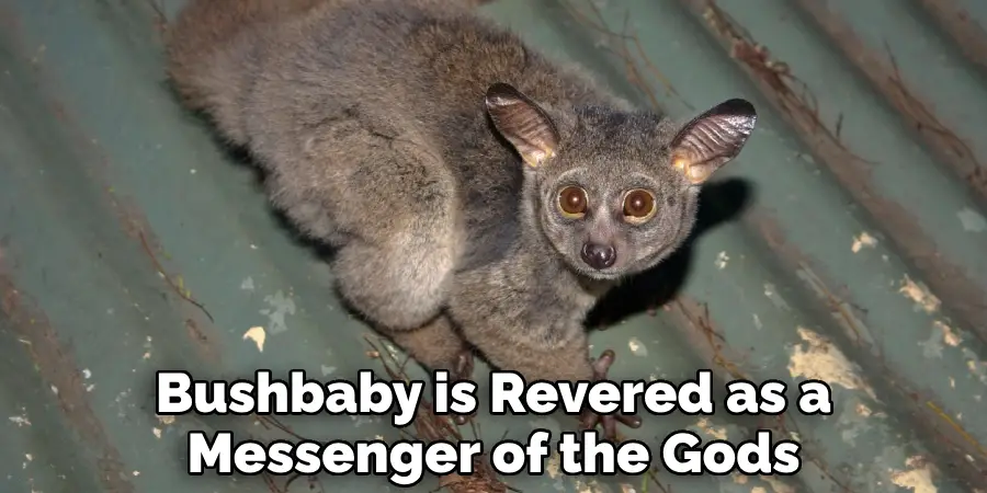 Bushbaby is Revered as a Messenger of the Gods