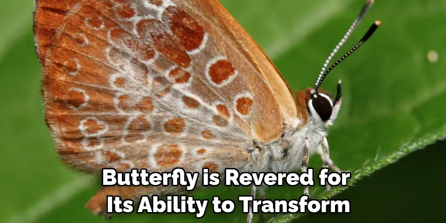 Butterfly is Revered for Its Ability to Transform