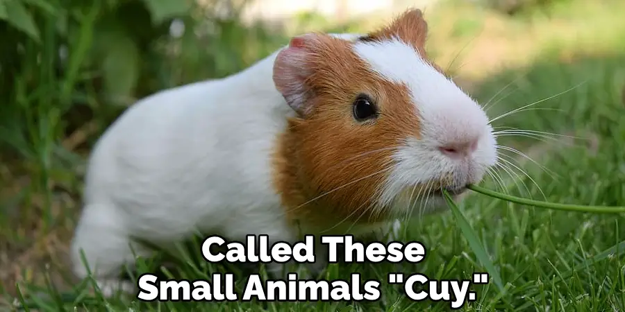 Called These Small Animals "Cuy."