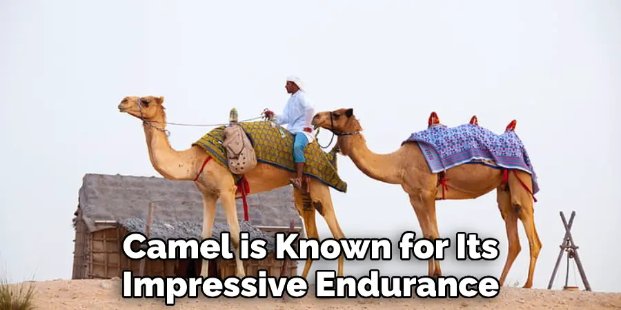 Camel is Known for Its
Impressive Endurance