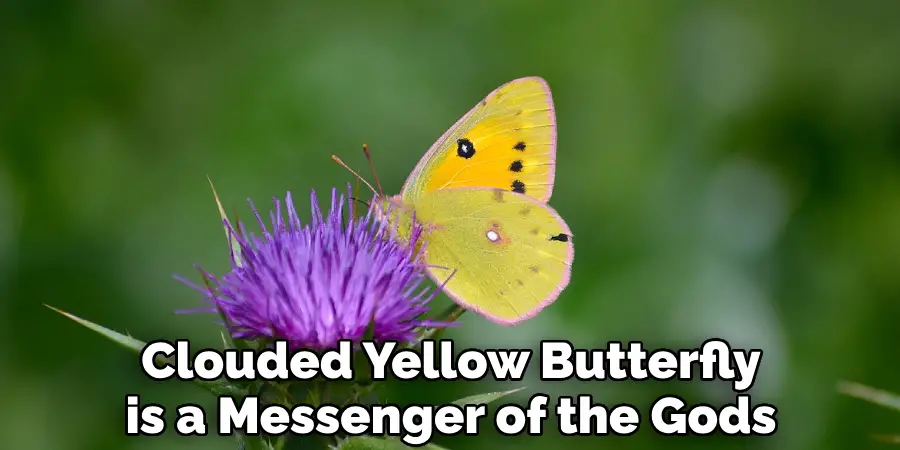 Clouded Yellow Butterfly is a Messenger of the Gods