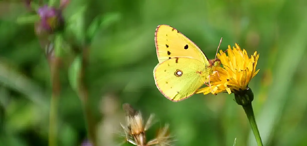 Clouded Yellow Spiritual Meaning, Symbolism and Totem