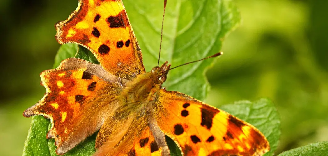 Comma Spiritual Meaning