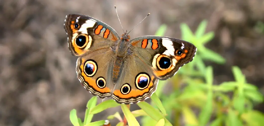 Common Buckeye Spiritual Meaning, Symbolism and Totem