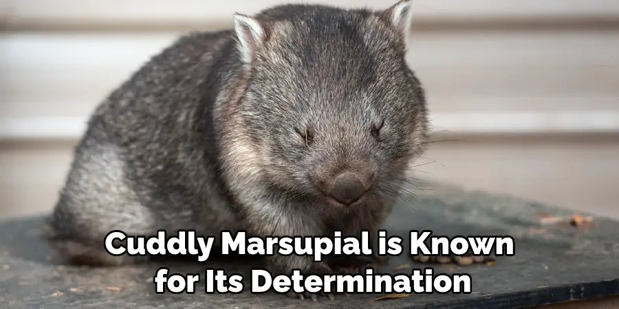 Cuddly Marsupial is Known for Its Determination
