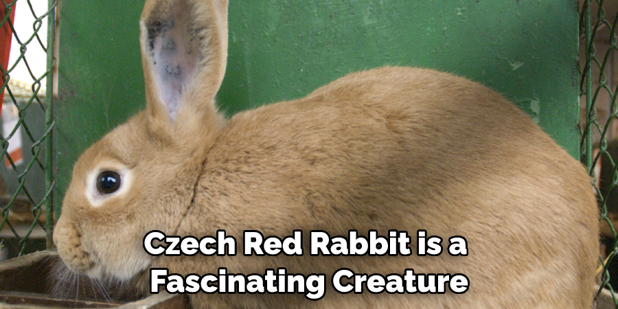 Czech Red Rabbit is a Fascinating Creature