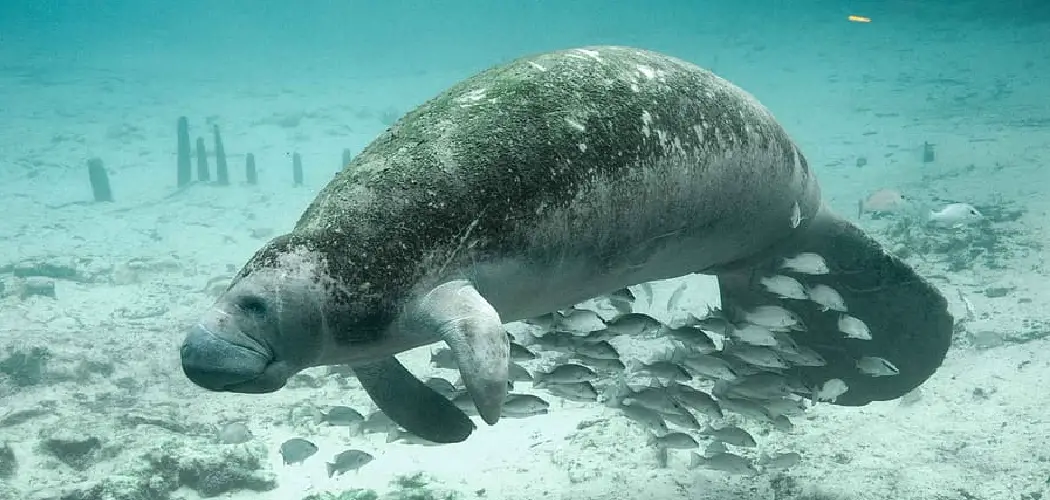Dugong Spiritual Meaning, Symbolism and Totem