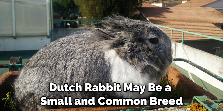 Dutch Rabbit May Be a Small and Common Breed
