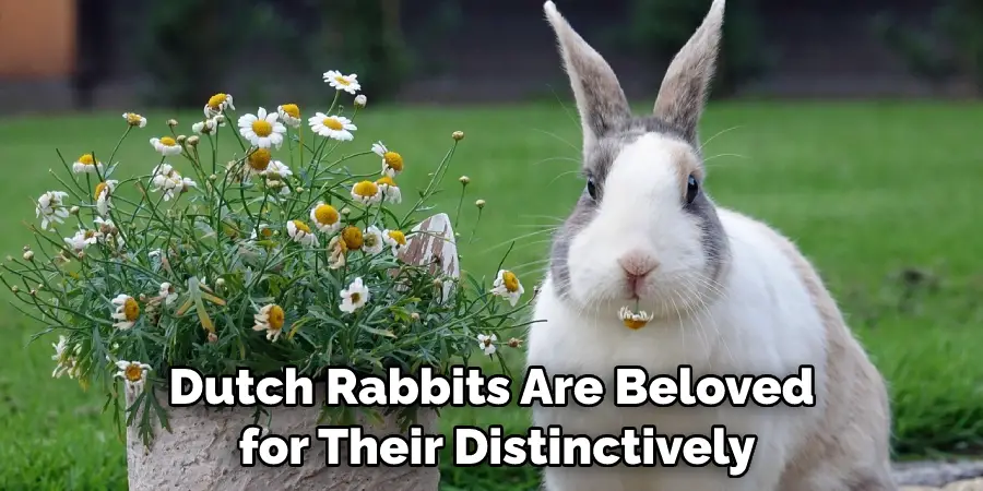 Dutch Rabbits Are Beloved for Their Distinctively