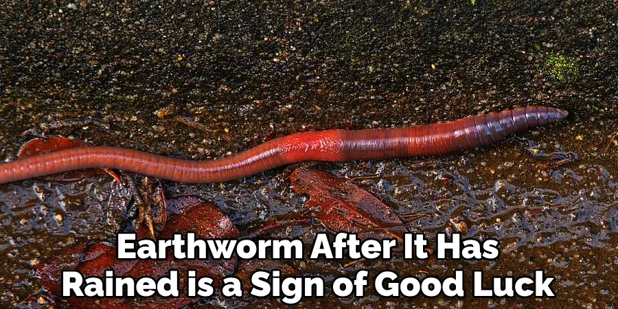 Earthworm After It Has Rained is a Sign of Good Luck
