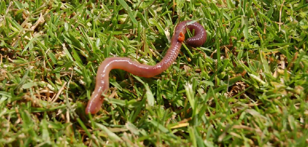 Earthworm Spiritual Meaning, Symbolism and Totem