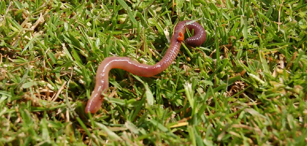 Earthworm Spiritual Meaning, Symbolism and Totem