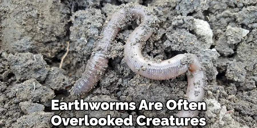 Earthworms Are Often Overlooked Creatures
