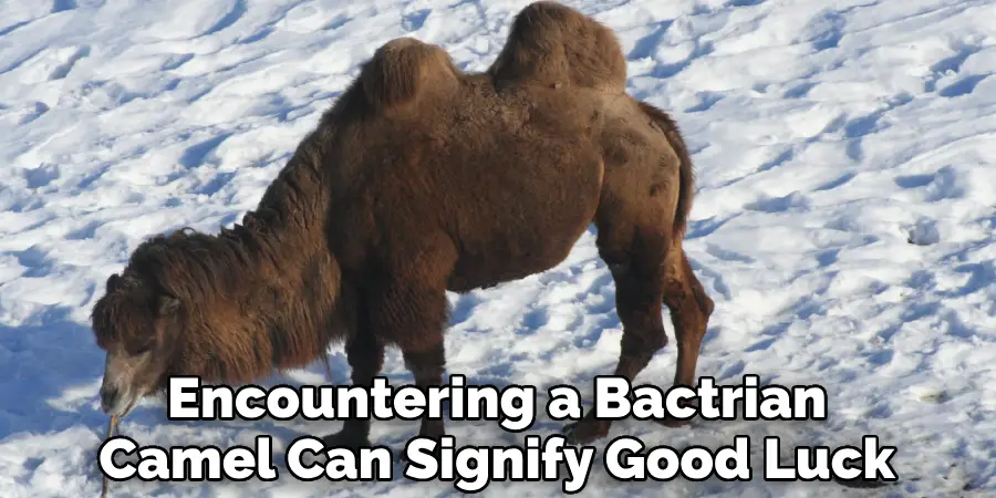 Encountering a Bactrian Camel Can Signify Good Luck