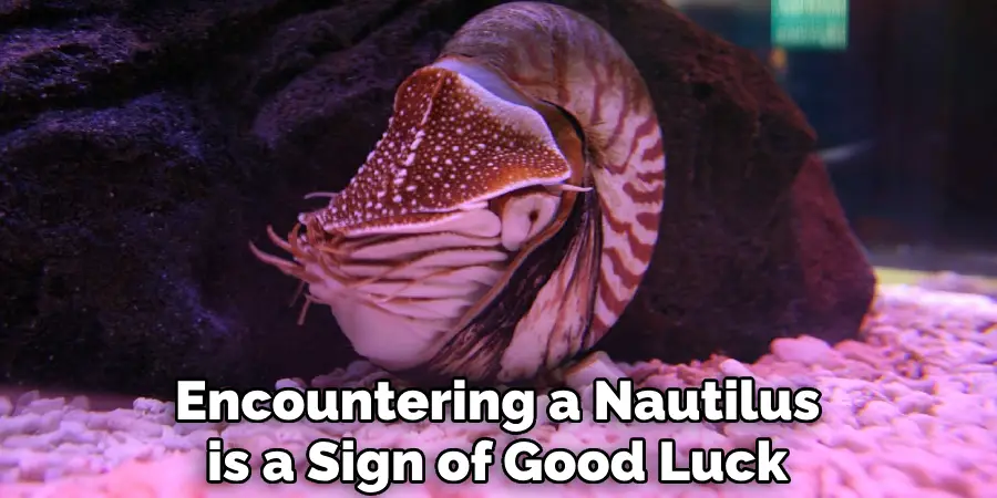 Encountering a Nautilus is a Sign of Good Luck