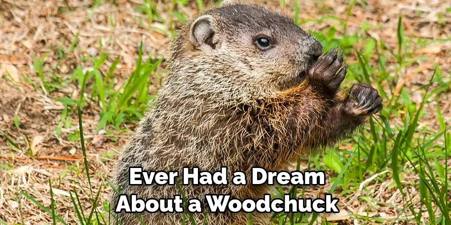 Ever Had a Dream 
About a Woodchuck