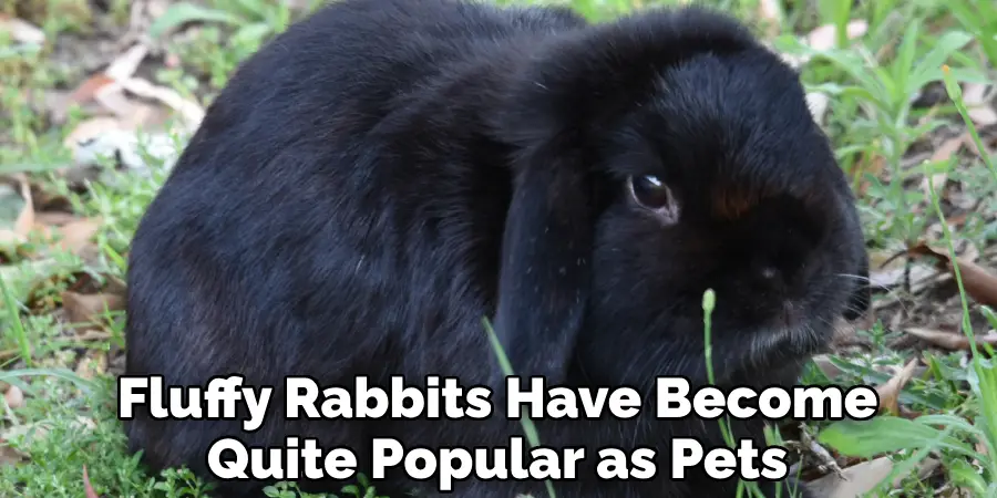 Fluffy Rabbits Have Become Quite Popular as Pets