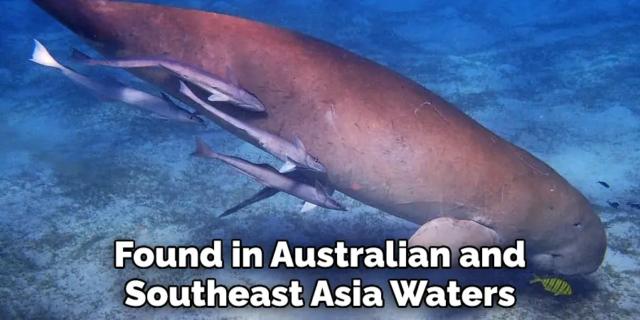 Found in Australian and Southeast Asia Waters