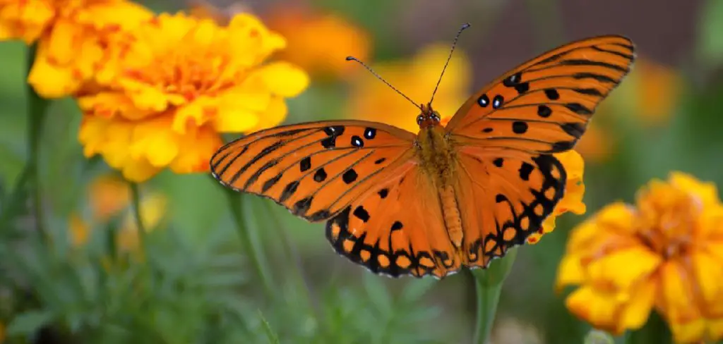 Fritillary Spiritual Meaning, Symbolism and Totem