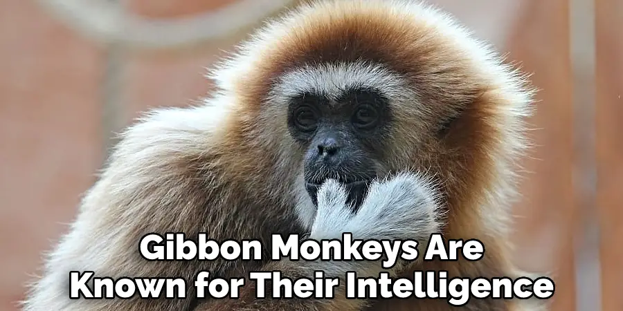Gibbon Monkeys Are Known for Their Intelligence