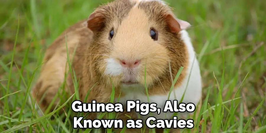 Guinea Pigs, Also Known as Cavies