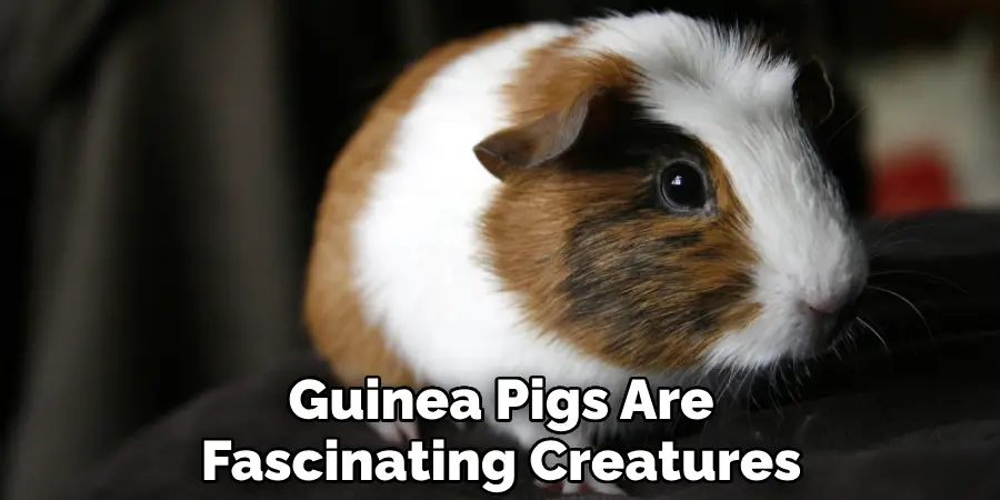 Guinea Pigs Are Fascinating Creatures