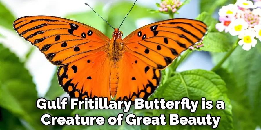 Gulf Fritillary Butterfly is a Creature of Great Beauty