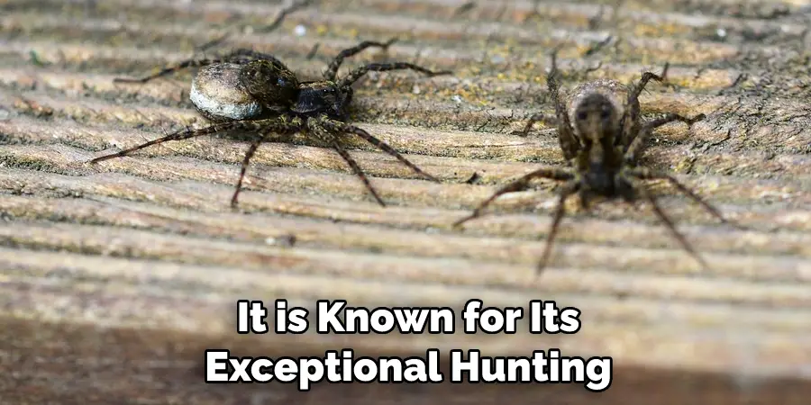 It is Known for Its
Exceptional Hunting 