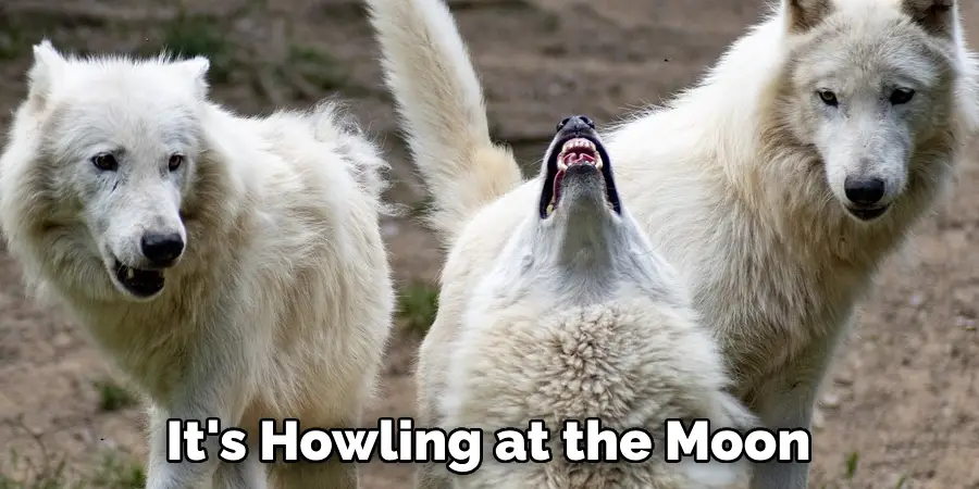 It's Howling at the Moon