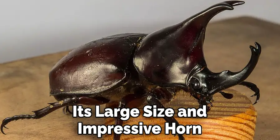 Its Large Size and Impressive Horn