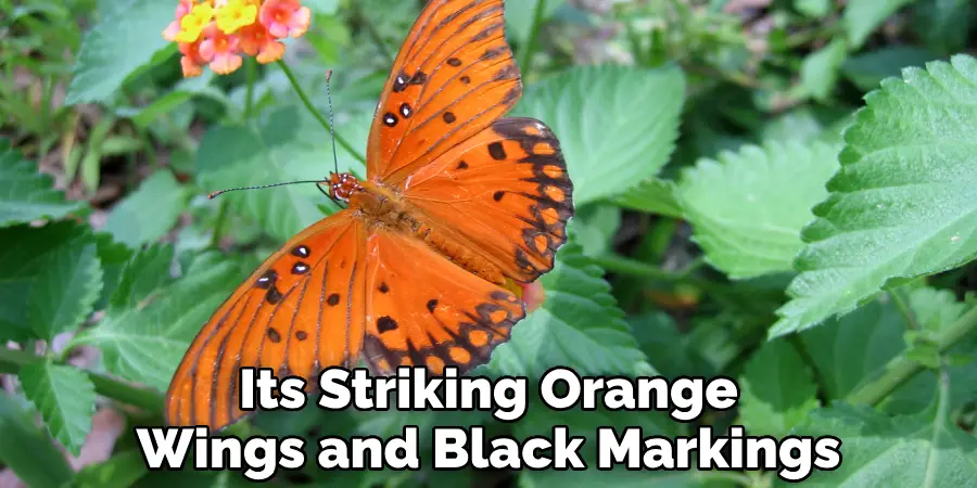 Its Striking Orange Wings and Black Markings