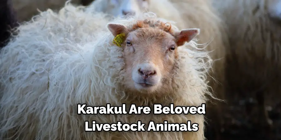 Karakul Are Beloved Livestock Animals