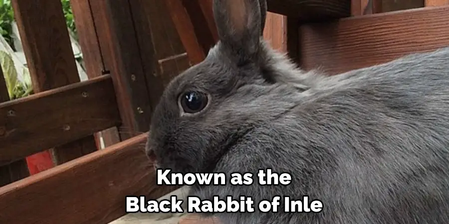  Known as the 
Black Rabbit of Inle