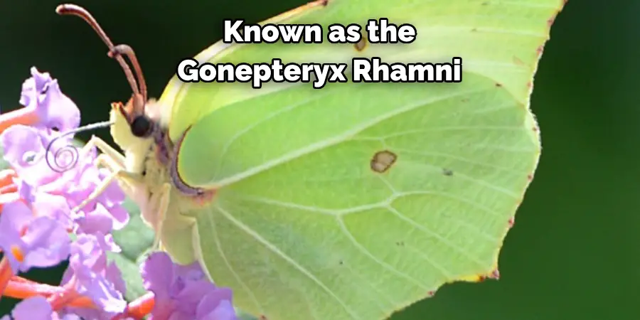 Known as the 
Gonepteryx Rhamni