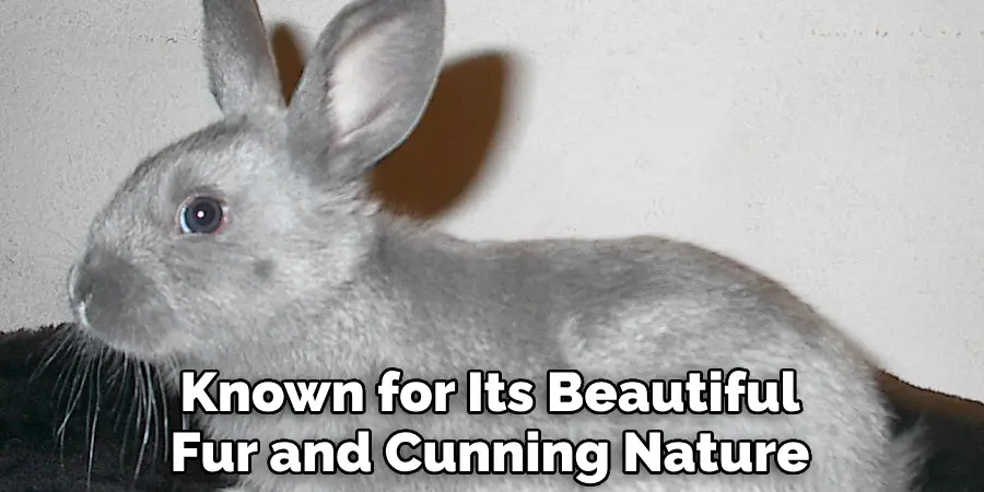 Known for Its Beautiful Fur and Cunning Nature