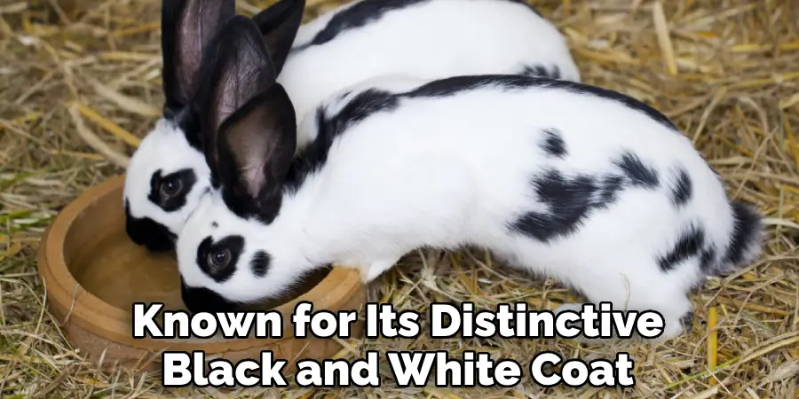 Known for Its Distinctive Black and White Coat