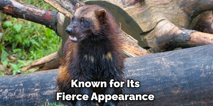 Known for Its Fierce Appearance 
